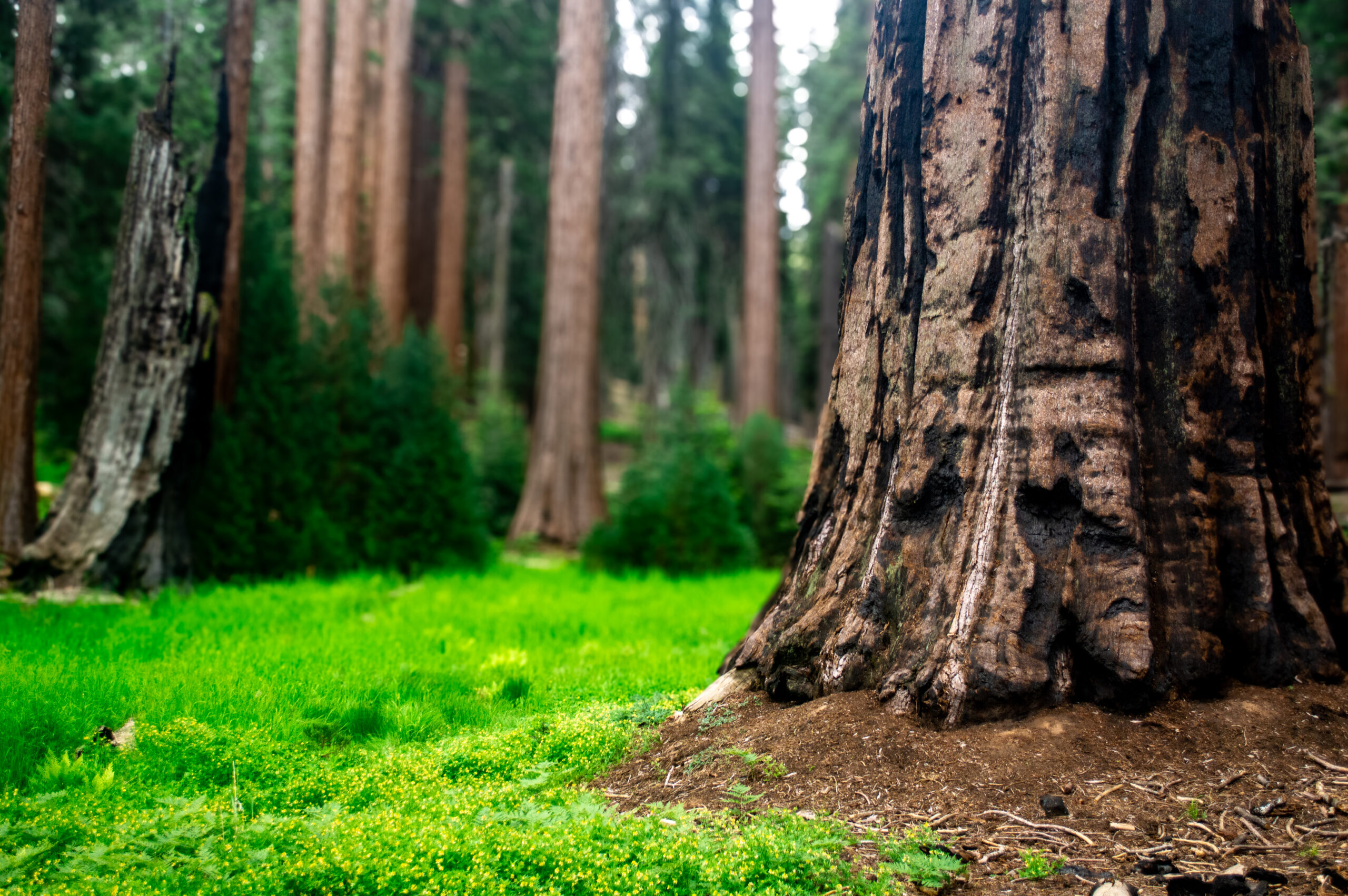 Towering giants rise from a carpet of vivid green, their textured bark and quiet presence capturing the timeless strength of the forest.