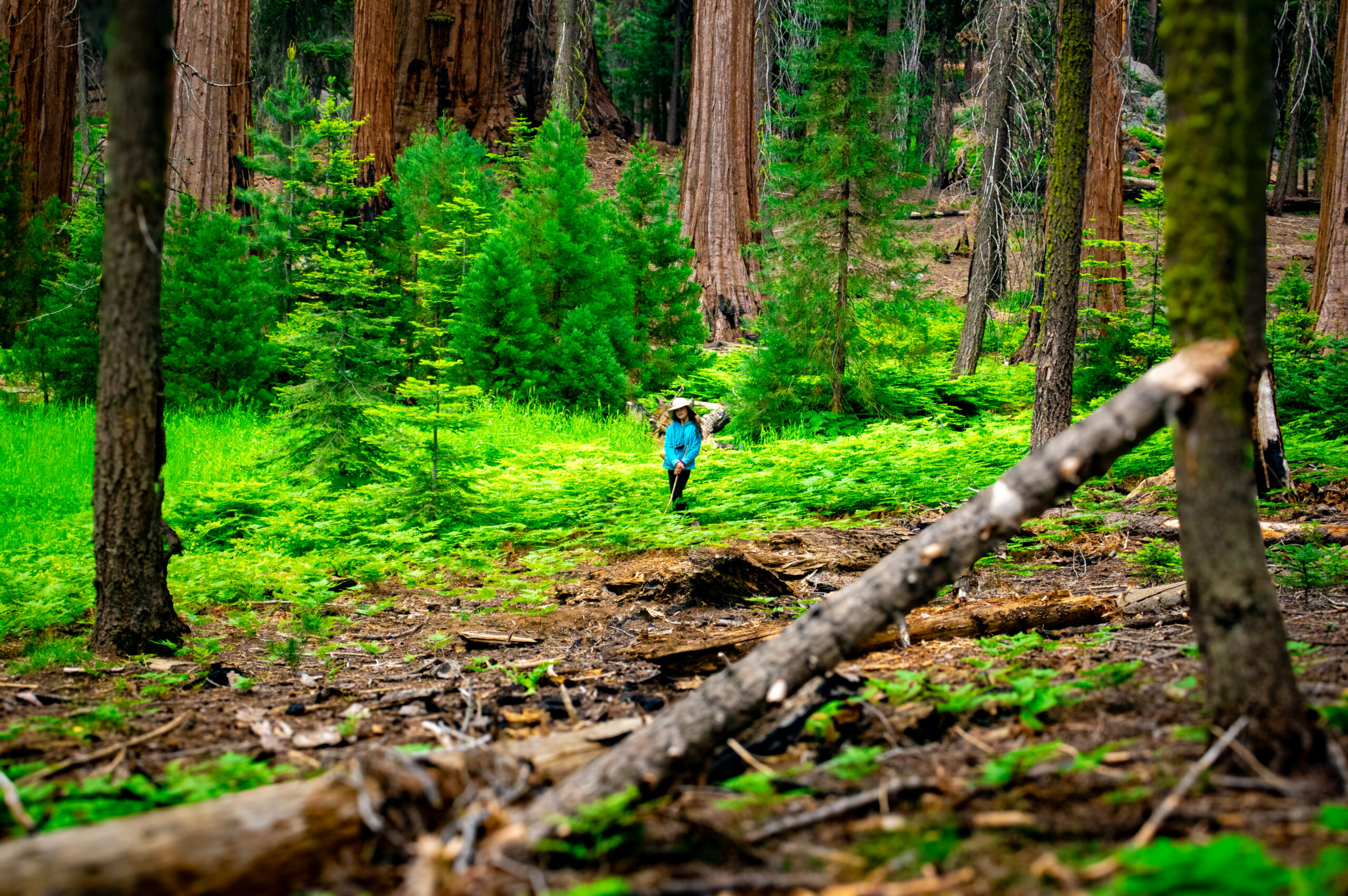 A lone explorer wanders through a vibrant forest of towering trees, surrounded by lush greenery and the quiet beauty of the wild.